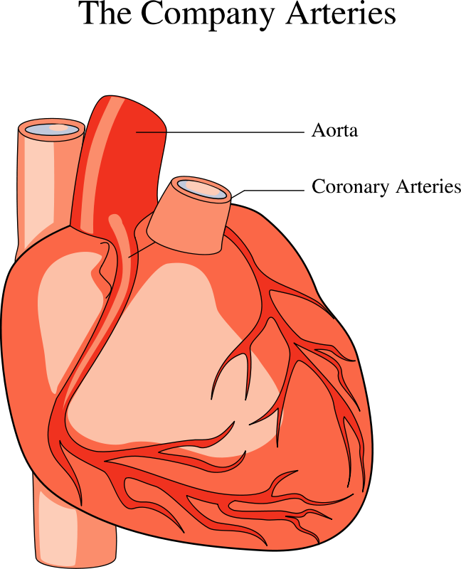 Medical illustration of a human heart : Free Stock Photo