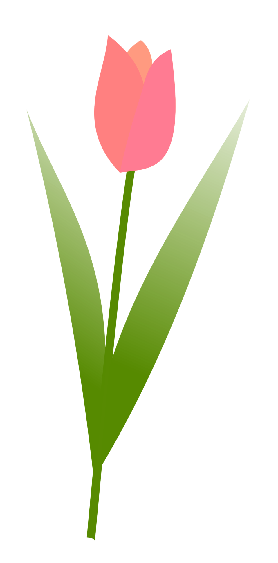 tulip illustration