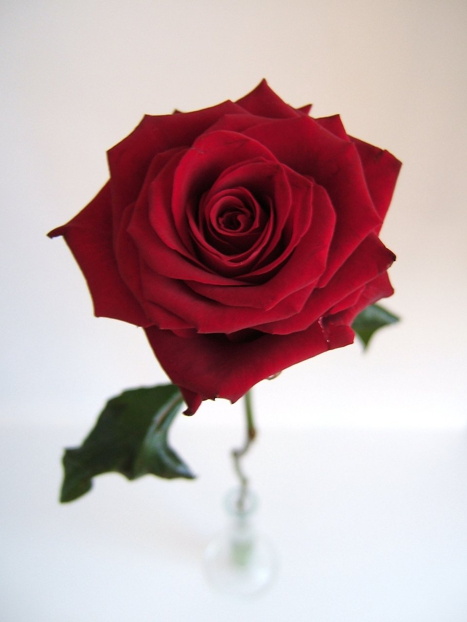 Rose Red | Free Stock Photo | Red rose isolated | # 17729