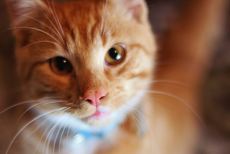 Cat close-up : Free Stock Photo