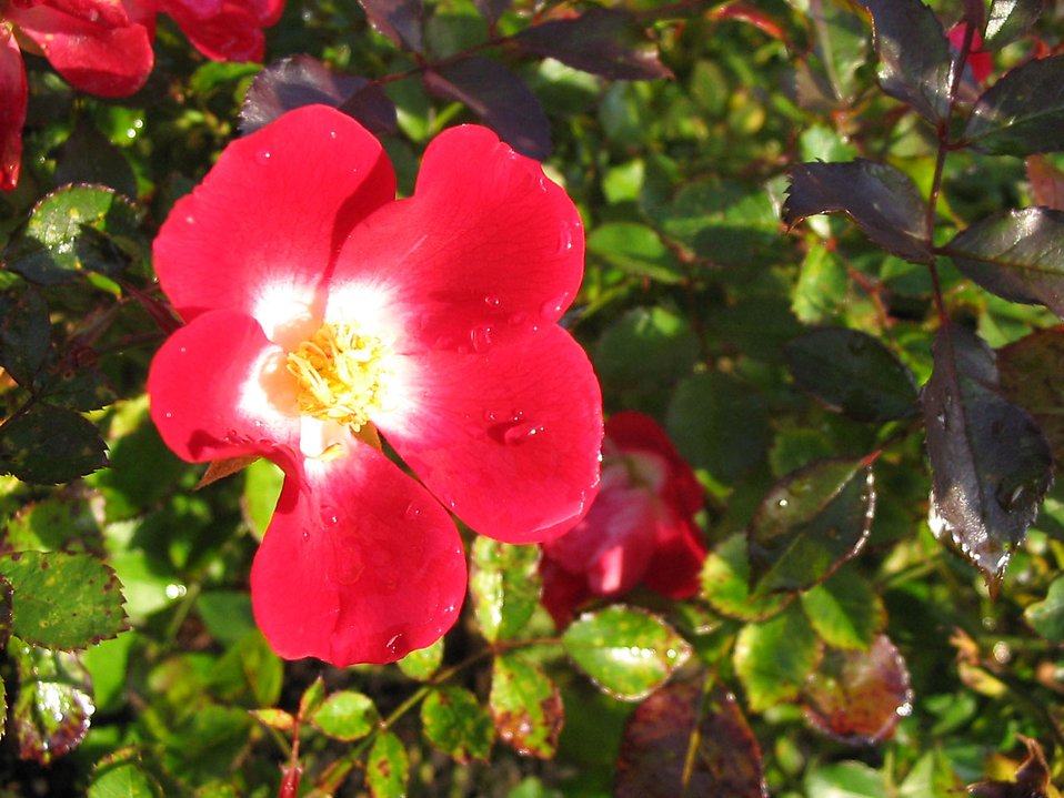 A wild red rose : Free Stock Photo