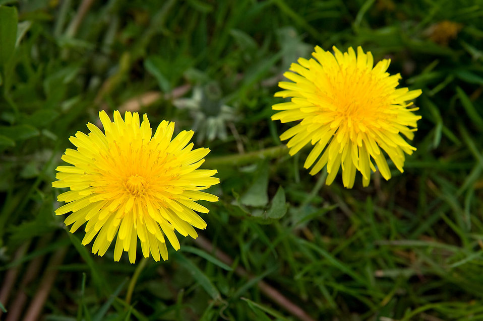 Two yellow dandelions : Free Stock Photo