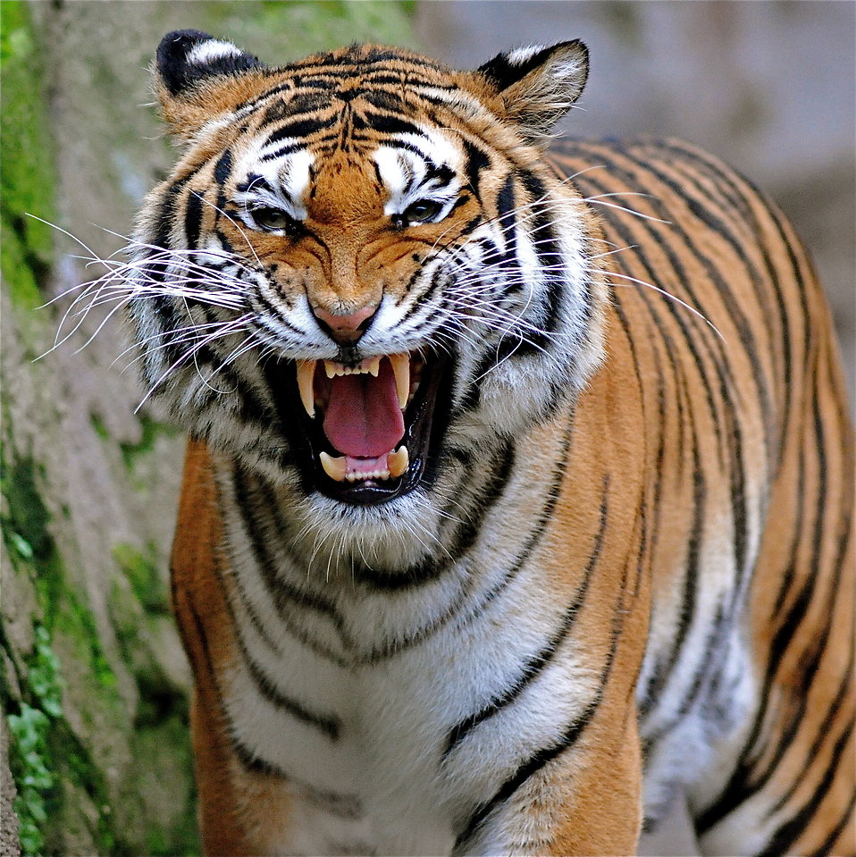 Tiger Free Stock Photo Close up Of A Tiger Growling 9319