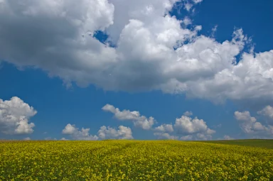 Free Stock Photo: A field and cloudy blue sky landscape
