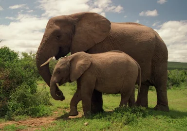 Free Stock Photo: An elephant with a calf