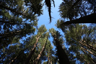 Free Stock Photo: Soaring Conifers