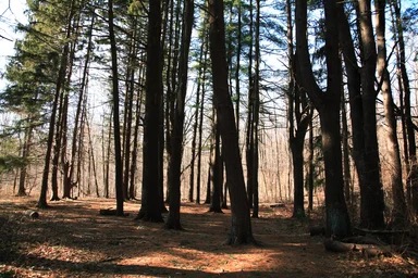 Free Stock Photo: Forest Glen