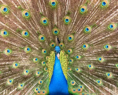 Free Stock Photo: Close-up of a colorful peacock