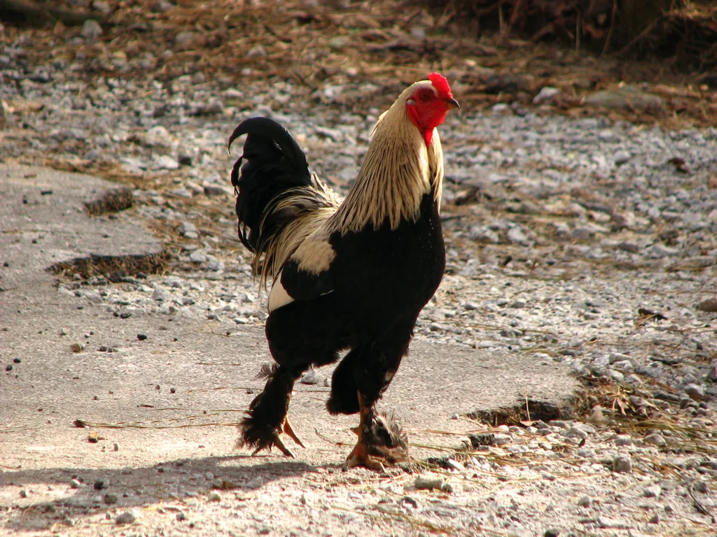 A rooster walking : Free Stock Photo