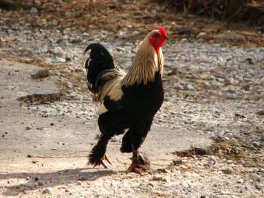 Free Stock Photo: A rooster walking