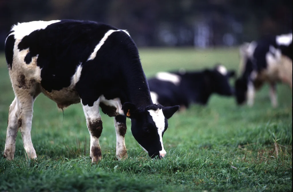 A black and white cow grazing in a field : Free Stock Photo