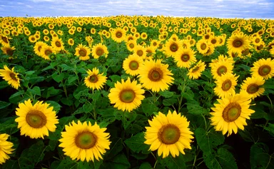 Free Stock Photo: Sunflowers in a field