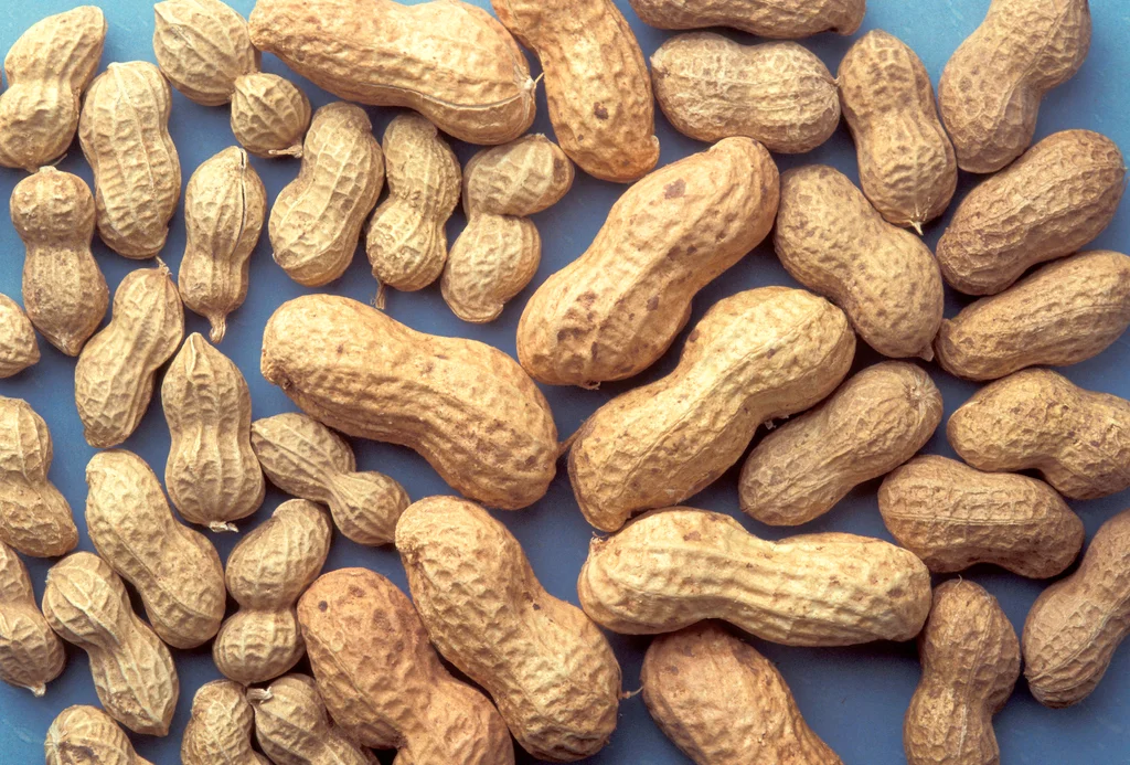 A group of peanuts on a blue background : Free Stock Photo