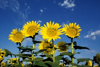 Free Stock Photo: Yellow sunflowers in a field with a blue sky background