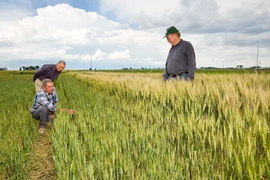 Free Stock Photo: Agricultural engineers examining a wheat field