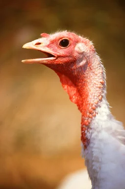 Free Stock Photo: Close-up of a large white female turkey
