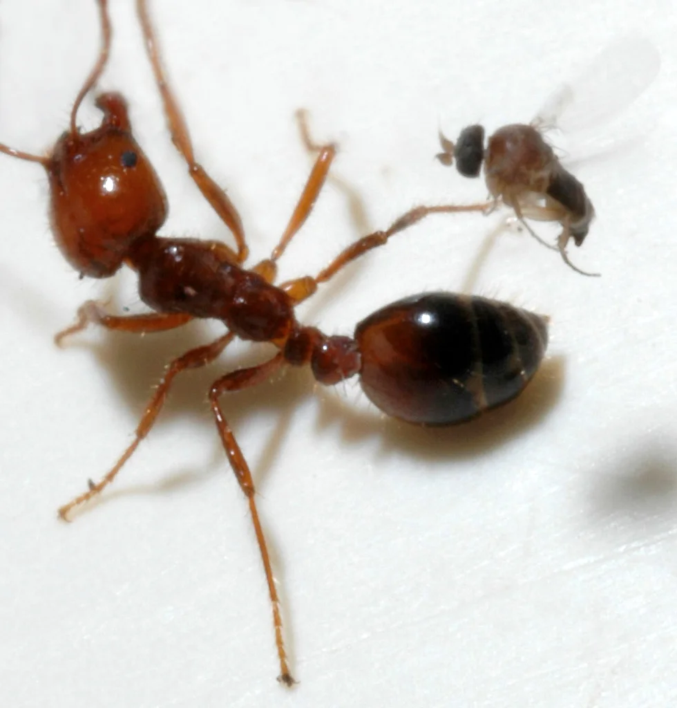 Close-up of a parasitic phorid fly and a fire ant : Free Stock Photo