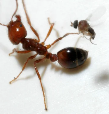 Free Stock Photo: Close-up of a parasitic phorid fly and a fire ant