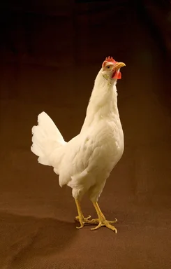 Free Stock Photo: A white leghorn chicken