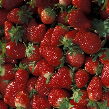 Free Stock Photo: A bunch of red Chandler strawberries