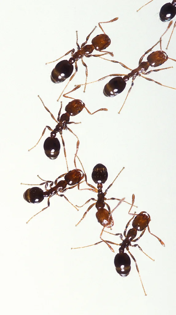 Fire ants isolated on a white background : Free Stock Photo