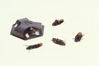 Free Stock Photo: Dead cockroaches around a bait enclosure on a white background