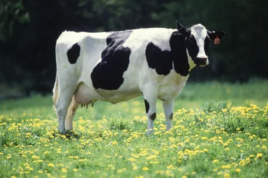 Free Stock Photo: A black and white dairy cow standing in a field
