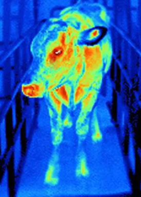Free Stock Photo: Infrared image of a cow