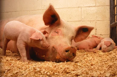 Free Stock Photo: A pig and her piglets in a stall