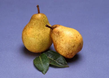 Free Stock Photo: A pair of Blake's Pride pears isolated on a blue background