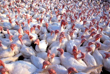Free Stock Photo: A large flock of turkeys
