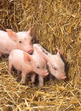 Free Stock Photo: Three piglets by a bale of straw
