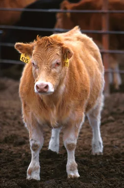 Free Stock Photo: A Piedmontese-Herfor crossbred calf