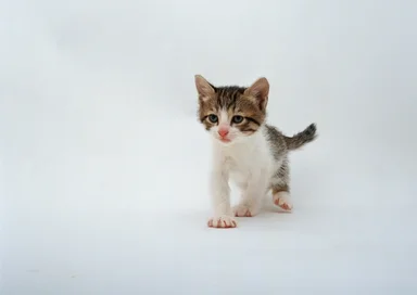 Free Stock Photo: A kitten isolated on a white background