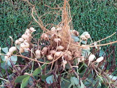 Free Stock Photo: A crop of peanuts
