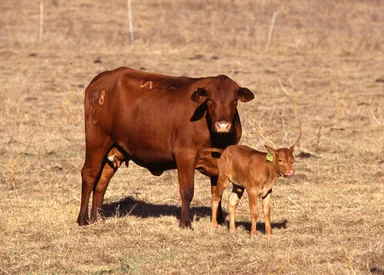 Free Stock Photo: A brown Senopol cow and calf in a field