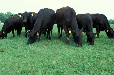 Free Stock Photo: Black Angus cows grazing in a pasture