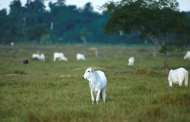 Free Stock Photo: White Nelore cows in a pasture