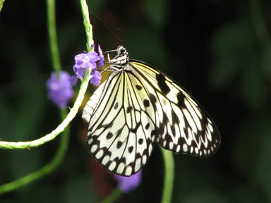Free Stock Photo: Close-up of a yellow butterfly