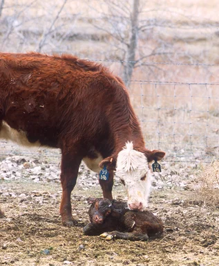 Free Stock Photo: A beef cow attending to her newborn calf