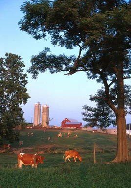 Free Stock Photo: Cows on a small dairy farm