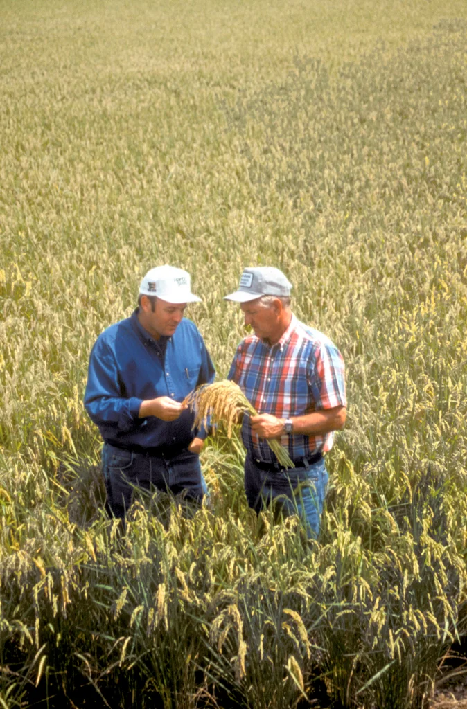 Farmers checking crops in a rice field : Free Stock Photo