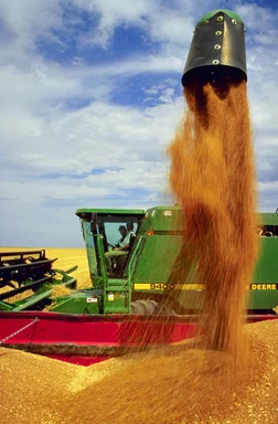 Free Stock Photo: A combine dumping a harvested load of wheat