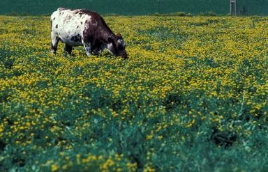 Free Stock Photo: A cow grazing in a field