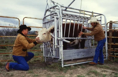 Free Stock Photo: Researchers inspecting a caged cow for ticks