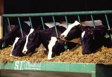 Free Stock Photo: A row of Holstein dariy cows eating from a trough