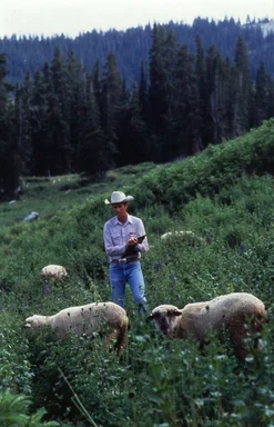 Free Stock Photo: A farmer in a field with sheep