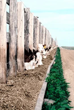 Free Stock Photo: Cows eating from a trough