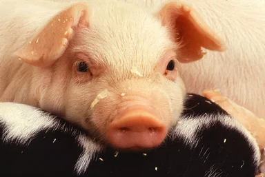 Free Stock Photo: Close-up of a baby piglet