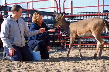 Free Stock Photo: Researchers offering to treat a white-tailed deer on a farm